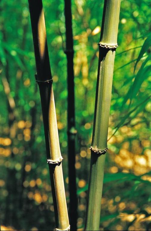 四方竹、葫芦竹手杖