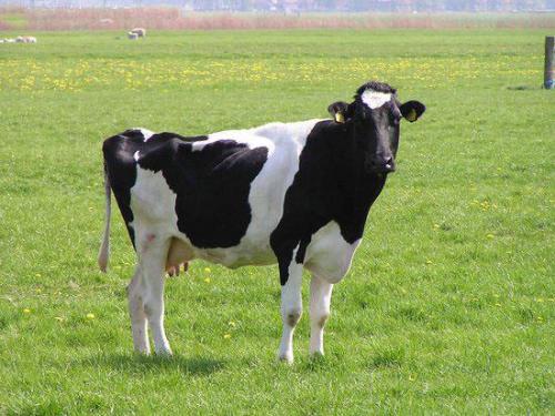 黑白花奶牛